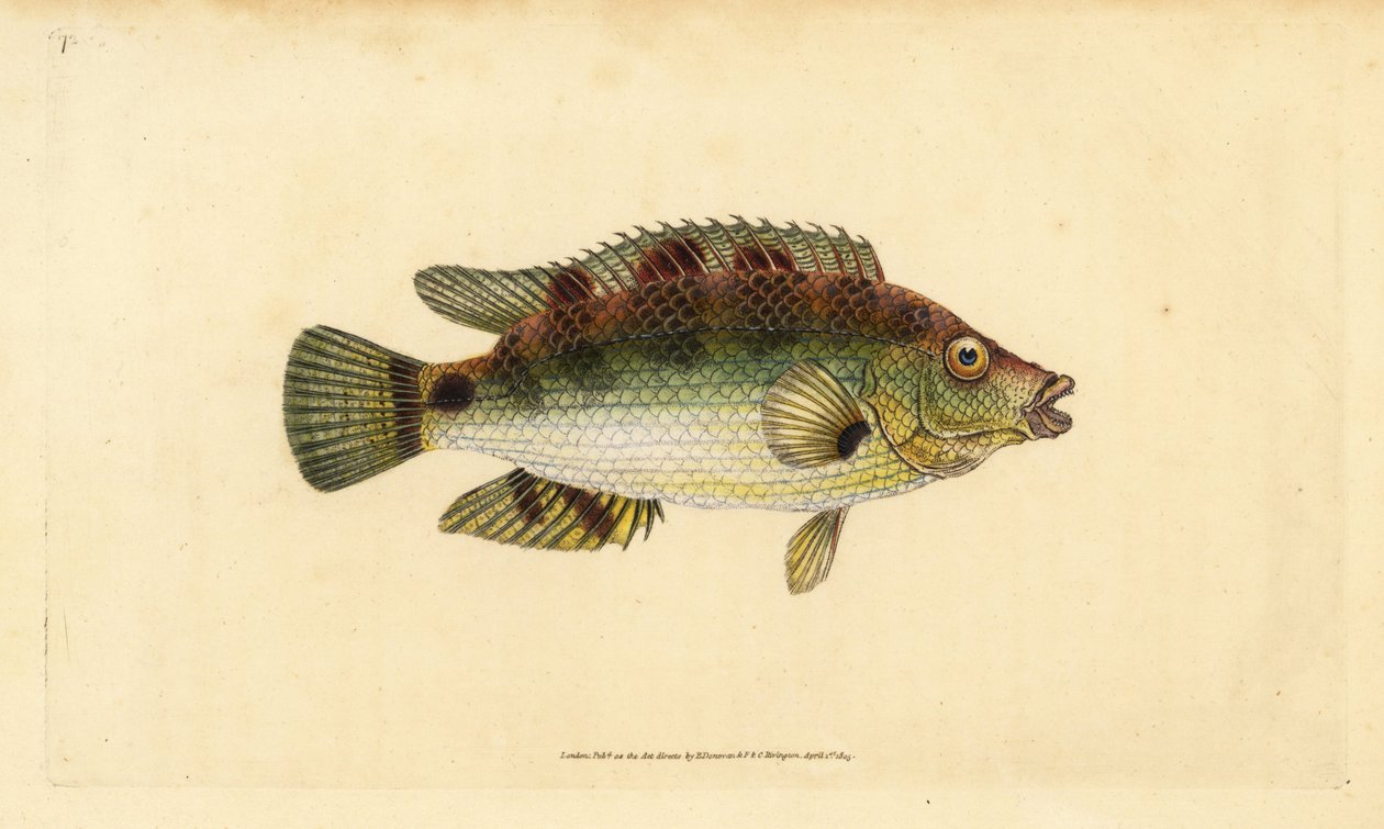 Wrasse korkwing, Symphodus melops (Goldfinny, Labrus cornubius). Ručně kolorovaný mědiryt nakreslený a rytý Edwardem Donovanem z jeho Natural History of British Fishes, Donovan a F.C. a J. Rivington, Londýn od Edward Donovan