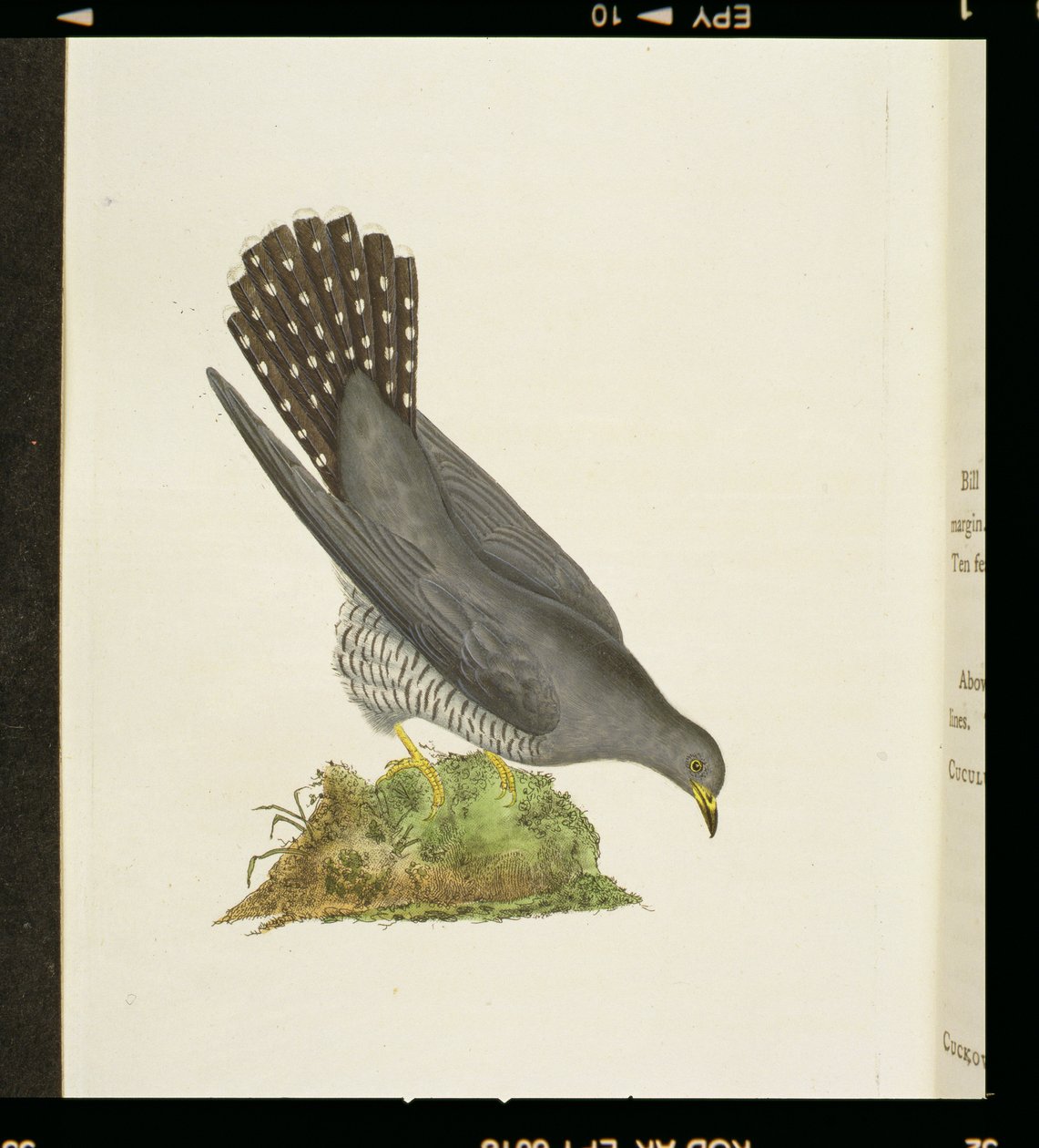 Kukačka z „Dějiny britských ptáků“, 1799 od Edward Donovan