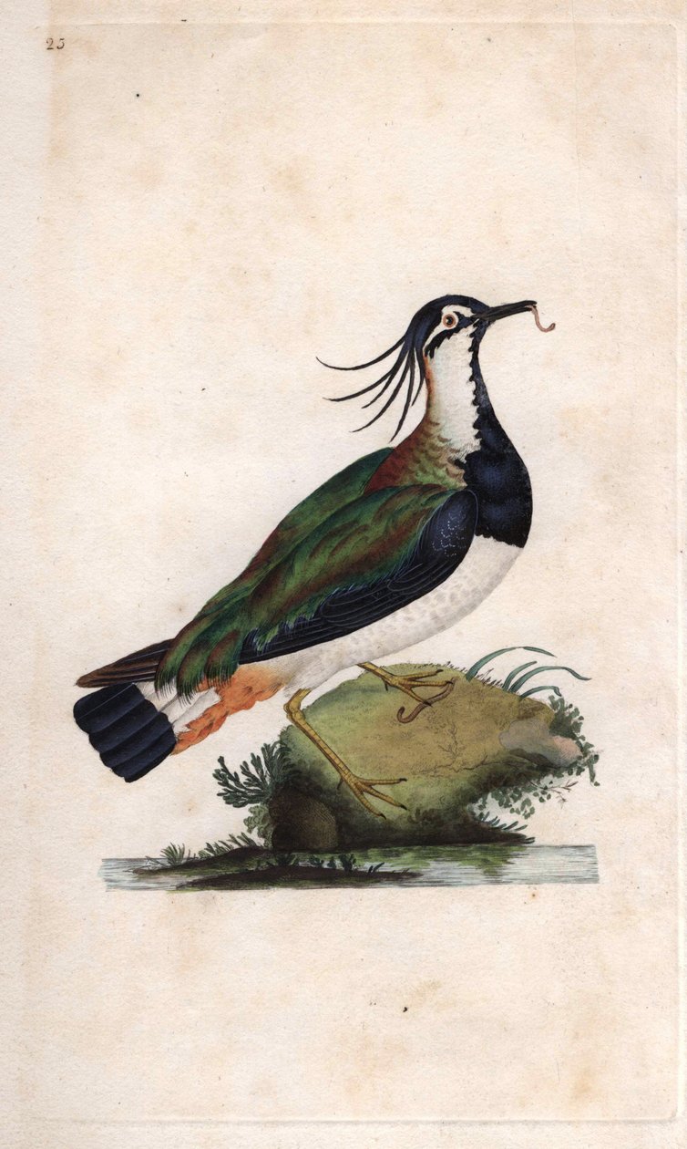 Čejka čejka. Vanellus vanellus (Tringa vanellus). Mědirytina Edwarda Donovana (1768-1837), publikovaná v Natural History of British Birds, Londýn od Edward Donovan