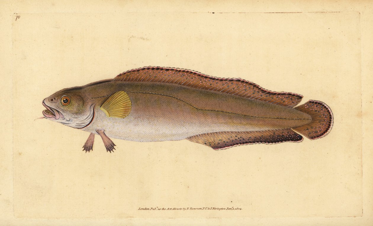 Cusk nebo kel, Brosme brosme (Brosme nebo Scotch torsk, Gadus brosme). Ručně kolorovaný mědiryt nakreslený a rytý Edwardem Donovanem z jeho Natural History of British Fishes, Donovan a F.C. a J. Rivington, Londýn od Edward Donovan