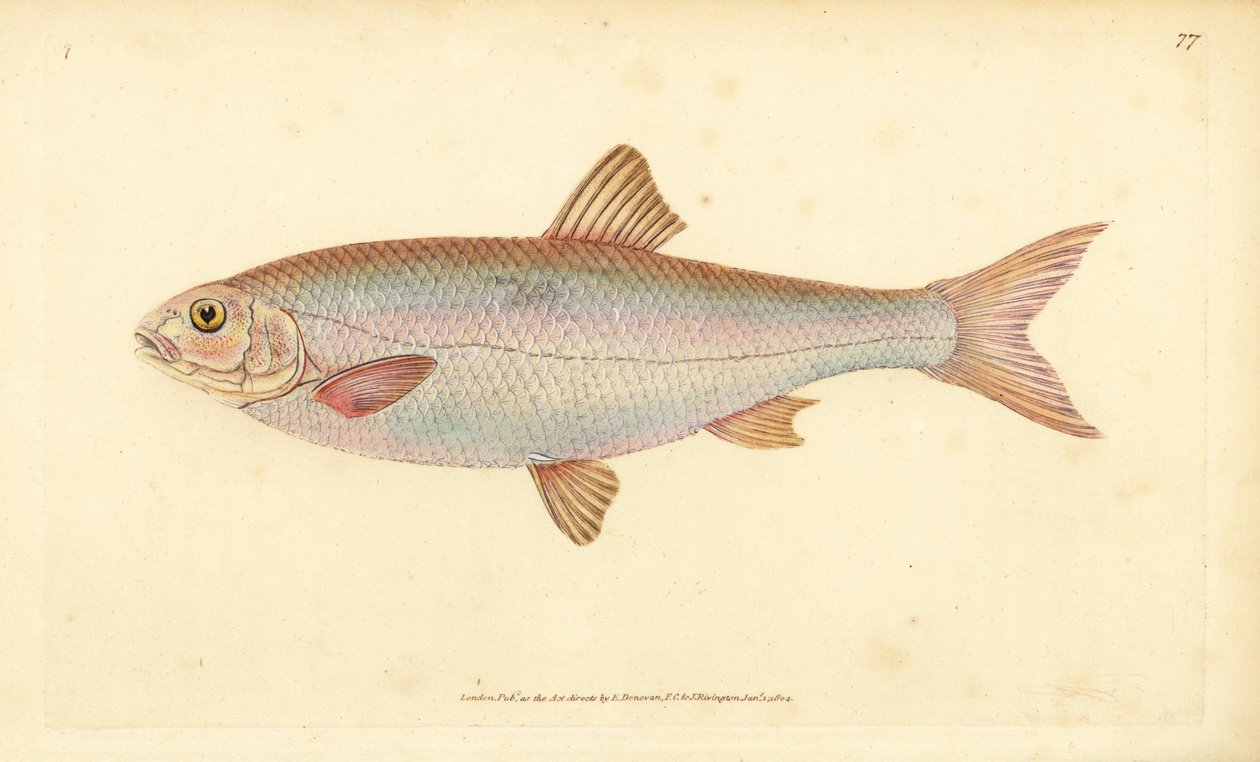 Dace, Leuciscus leuciscus (Cyprinus leuciscus). Ručně kolorovaný mědiryt nakreslený a rytý Edwardem Donovanem z jeho Natural History of British Fishes, Donovan a F.C. a J. Rivington, Londýn od Edward Donovan