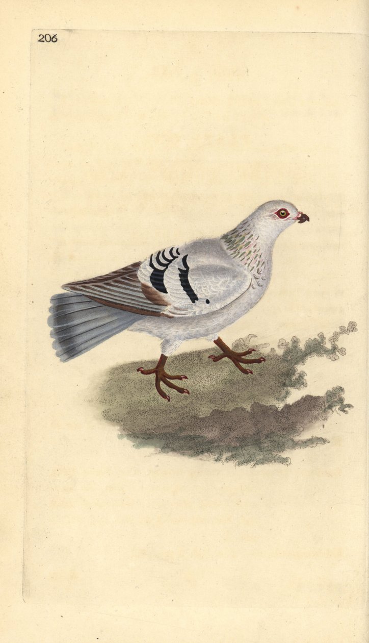 Holub domácí, Columba livia domestica. Ručně kolorovaný mědiryt nakreslený a rytý Edwardem Donovanem z jeho vlastní „Přírodopisné historie britských ptáků“, Londýn od Edward Donovan