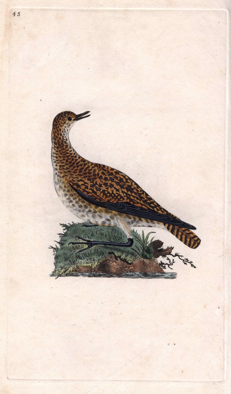 Dore kulík. Pluvialis apricaria (Charadrius pluvialis). Mědirytina Edwarda Donovana (1768-1837), publikovaná v Natural History of British Birds, Londýn od Edward Donovan