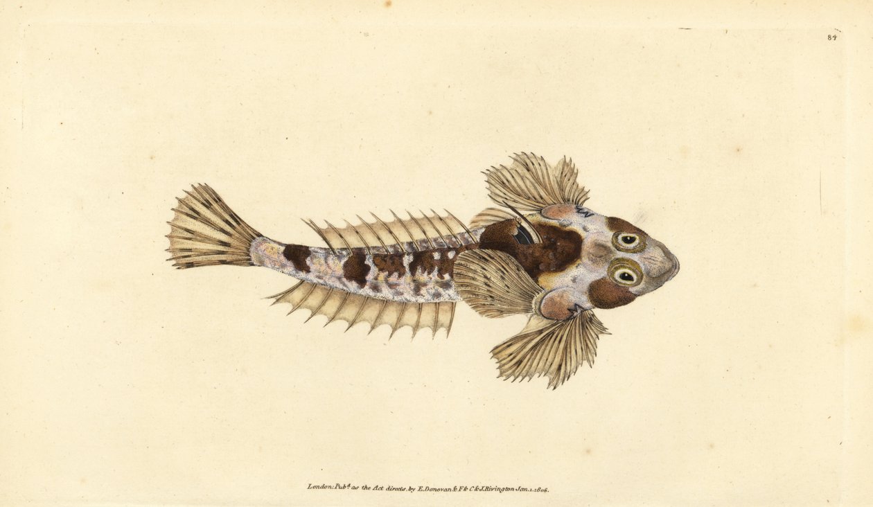 Dragonet, Callionymus lyra (Sordid dragonet, Callionymus dracunculus). Ručně kolorovaný mědiryt nakreslený a rytý Edwardem Donovanem z jeho Natural History of British Fishes, Donovan a F.C. a J. Rivington, Londýn od Edward Donovan