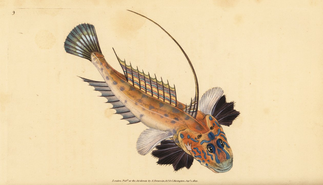 Dračinec nebo dračinec drahokamový, Callionymus lyra. Ručně kolorovaná mědirytina nakreslená a vyrytá Edwardem Donovanem z jeho Natural History of British Fishes, Donovan and F.C. and J. Rivington, London. od Edward Donovan