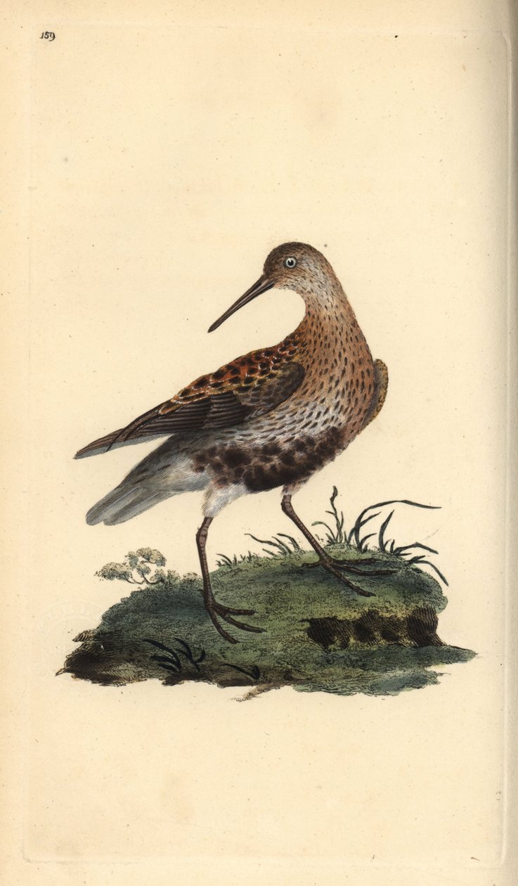 Dunlin, Calidris alpina. Ručně kolorovaný mědiryt nakreslený a rytý Edwardem Donovanem z jeho vlastní „Přírodopisné historie britských ptáků“, Londýn od Edward Donovan