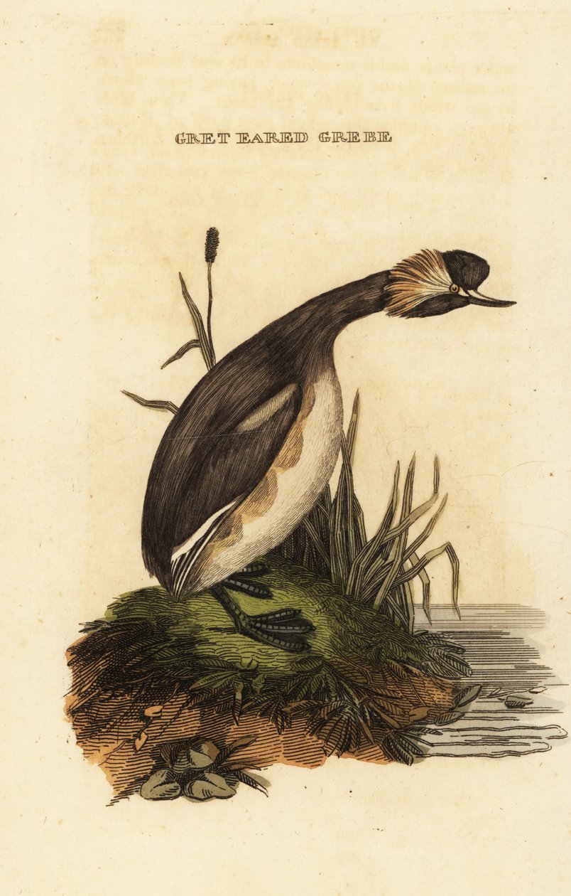 Potápka ušatá nebo potápka rohatá, dospělý, Podiceps auritus od Edward Donovan