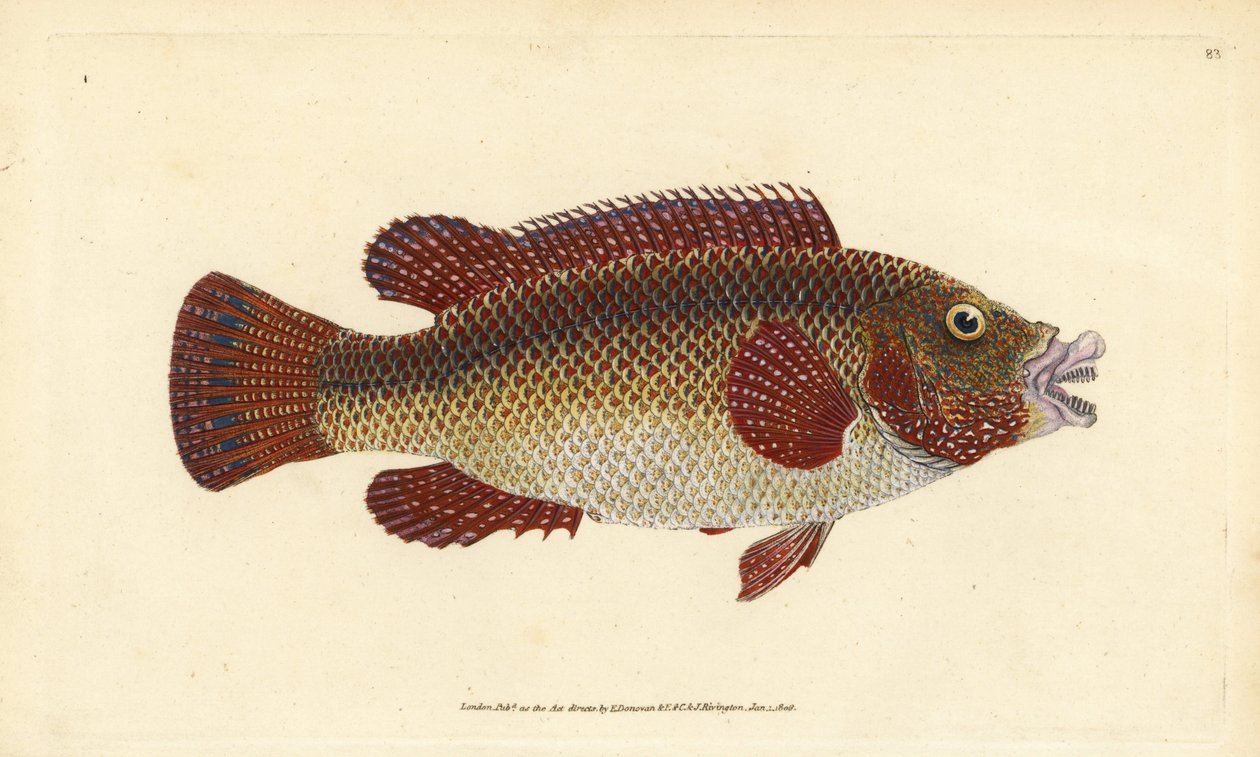 Páv východoatlantický, Symphodus tinca (starověký pyskoun nebo stará manželka, Labrus tinca). Ručně kolorovaný mědiryt nakreslený a rytý Edwardem Donovanem z jeho Natural History of British Fishes, Donovan a F.C. a J. Rivington, Londýn od Edward Donovan