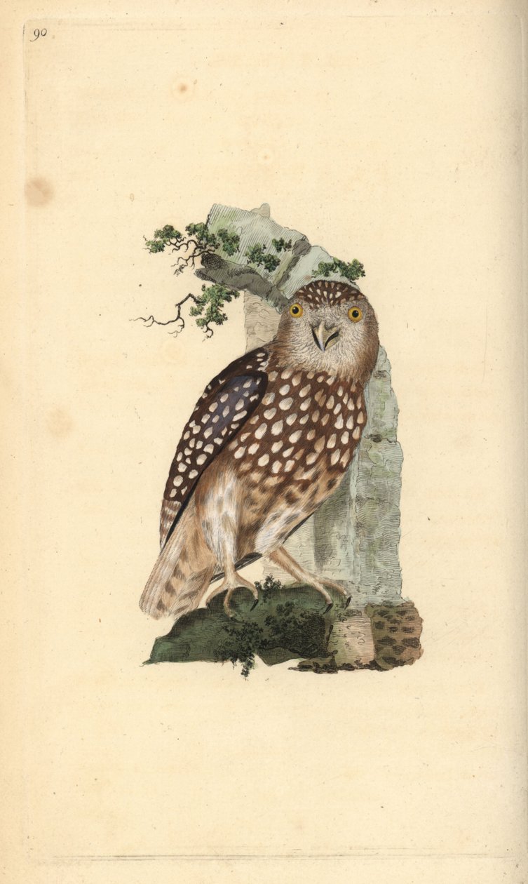 Puštík evropský, Glaucidium passerinum. Ručně kolorovaný mědiryt nakreslený a rytý Edwardem Donovanem z jeho vlastní „Přírodopisné historie britských ptáků“, Londýn od Edward Donovan