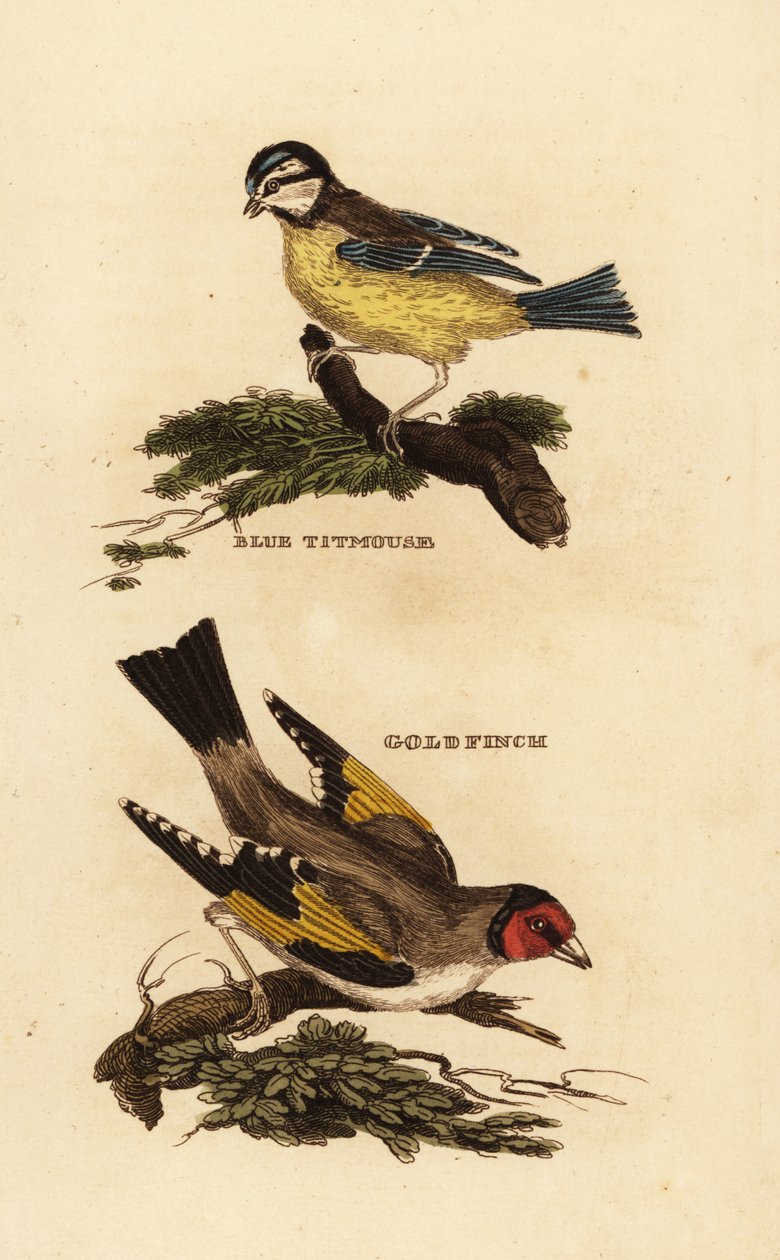 Sýkora modřinka euroasijská, Cyanistes caeruleus a stehlík evropský, Carduelis carduelis od Edward Donovan