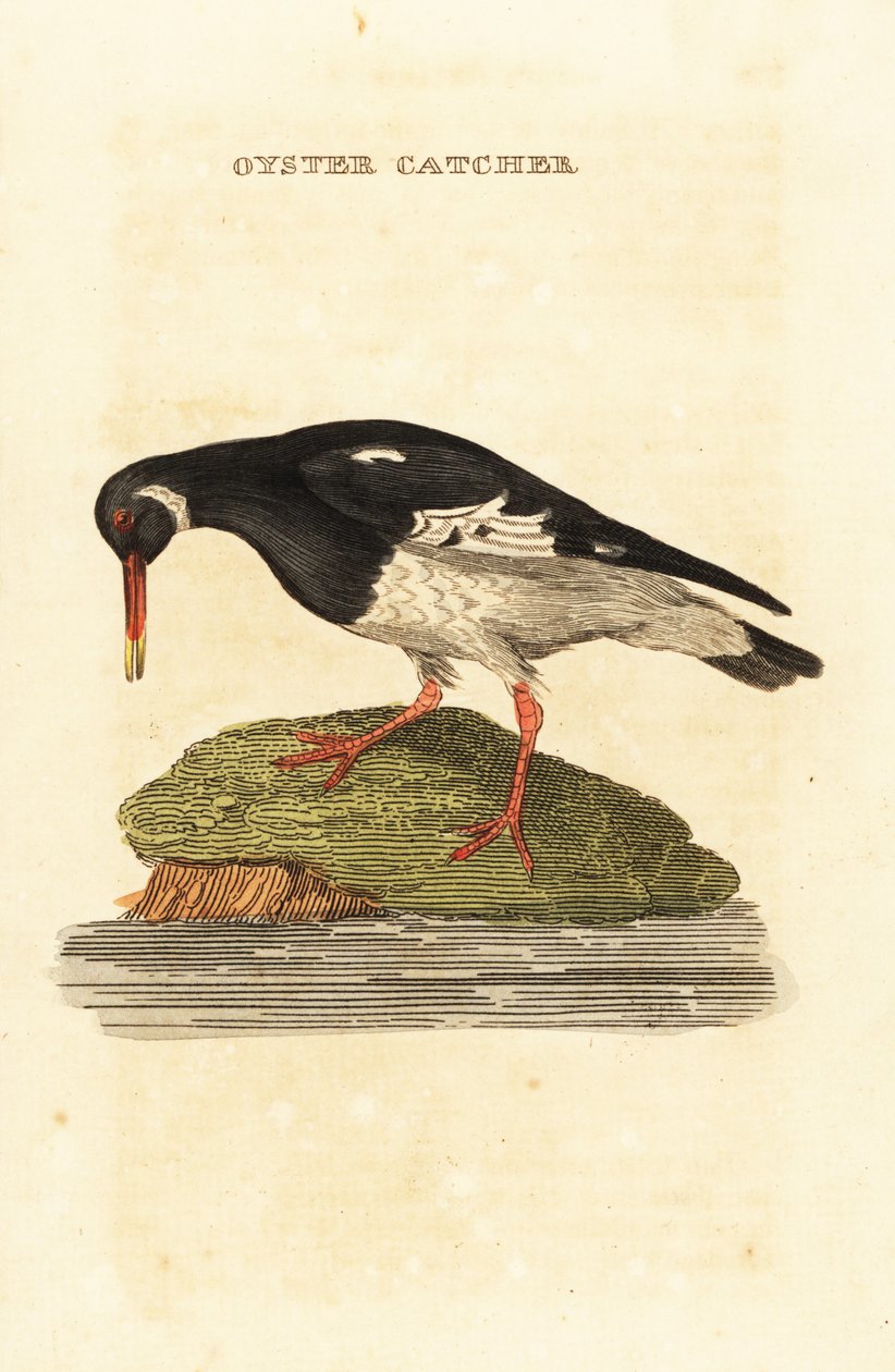Ústřičník obecný, Haematopus ostralegus od Edward Donovan