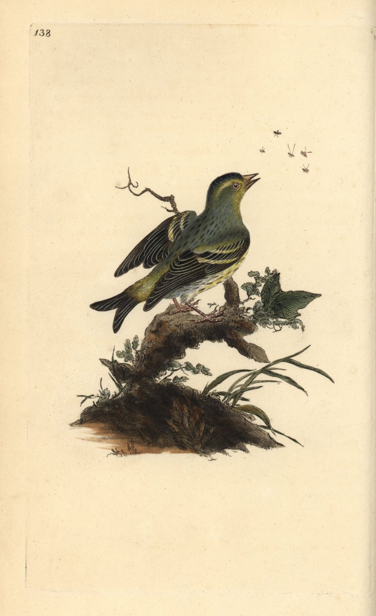 Eurasijská kůže, Carduelis spinus. Ručně kolorovaný mědiryt nakreslený a rytý Edwardem Donovanem z jeho vlastní „Přírodopisné historie britských ptáků“, Londýn od Edward Donovan