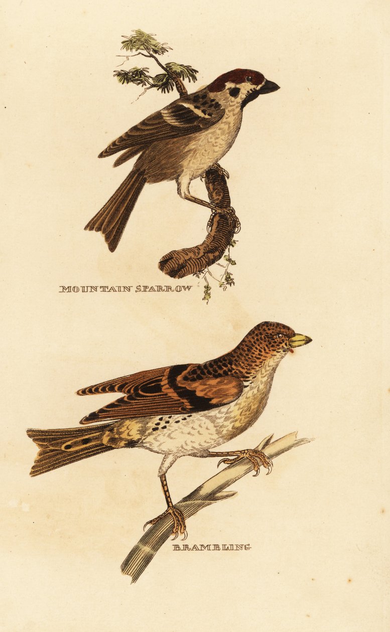 Vrabec obecný, Passer montanus, a ostružiník, Fringilla montifringilla od Edward Donovan