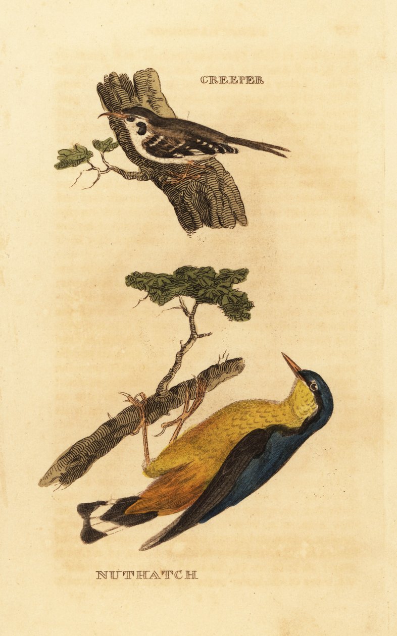 Stromorožec obecný, Certhia familiaris a brhlík obecný, Sitta europaea od Edward Donovan