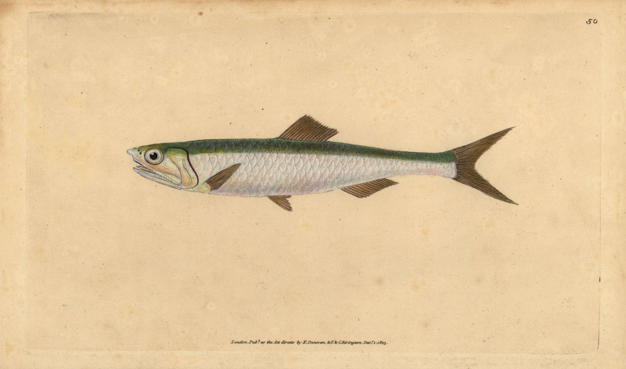 Sardel obecná, Engraulis encrasicolus (Ančovička, Clupea encrasicolus). Ručně kolorovaný mědiryt nakreslený a rytý Edwardem Donovanem z jeho Natural History of British Fishes, Donovan a F.C. a J. Rivington, Londýn od Edward Donovan