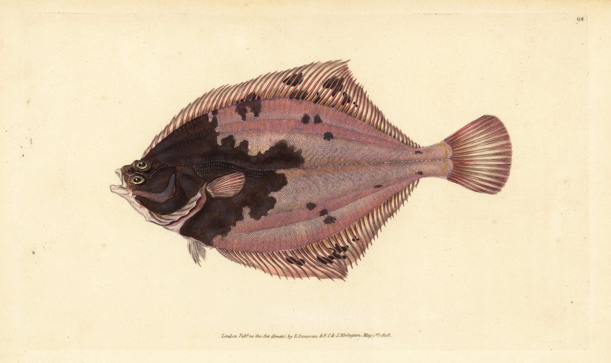 Platýs obecný, Platichthys flesus (platýs, Pleuronectes flesus). Ručně kolorovaný mědiryt nakreslený a rytý Edwardem Donovanem z jeho Natural History of British Fishes, Donovan a F.C. a J. Rivington, Londýn od Edward Donovan