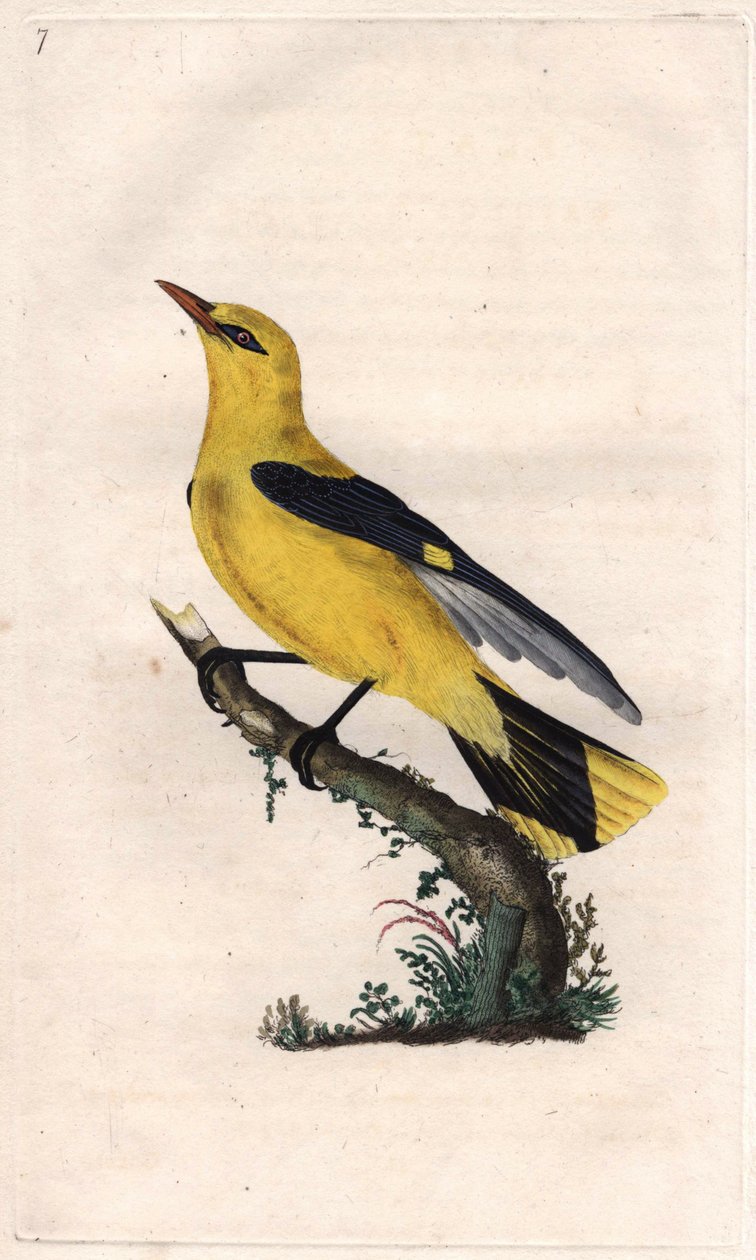 žluva evropská. Oriolus oriolus (Oriolus galbula). Mědirytina Edwarda Donovana (1768-1837), publikovaná v Natural History of British Birds, Londýn od Edward Donovan