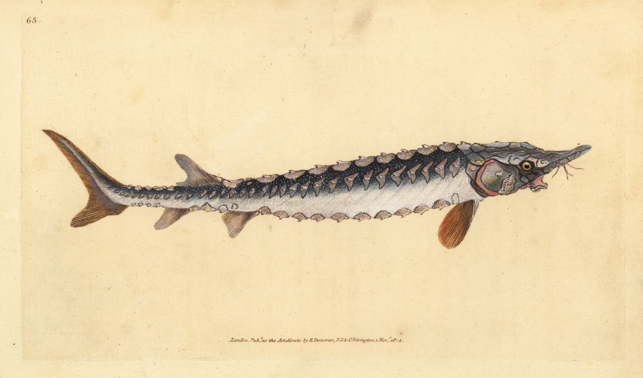 evropský nebo jeseter obecný. Kriticky ohrožený. Ručně kolorovaný mědiryt nakreslený a rytý Edwardem Donovanem z jeho Natural History of British Fishes, Donovan a F.C. a J. Rivington, Londýn od Edward Donovan