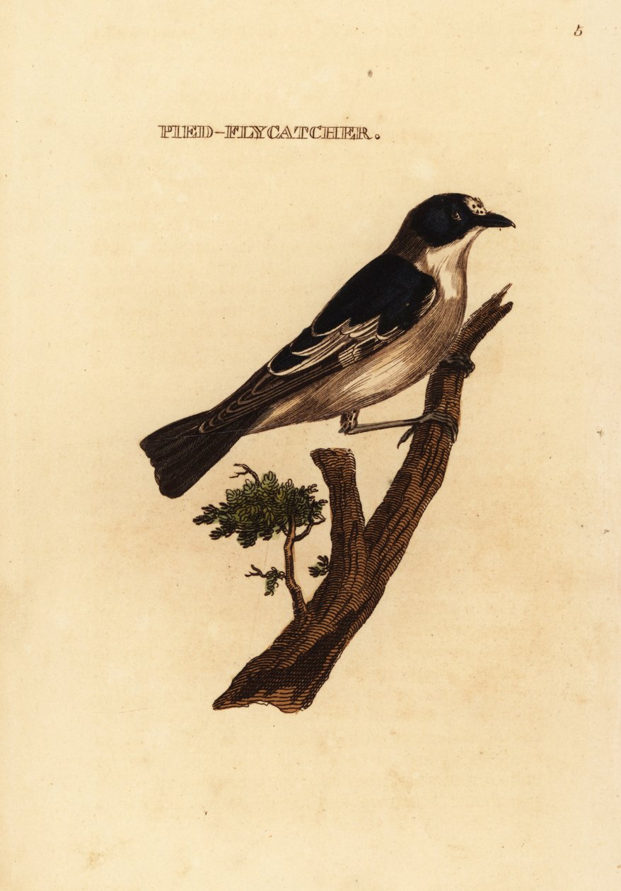 Lejsek strakatý, Ficedula hypoleuca od Edward Donovan