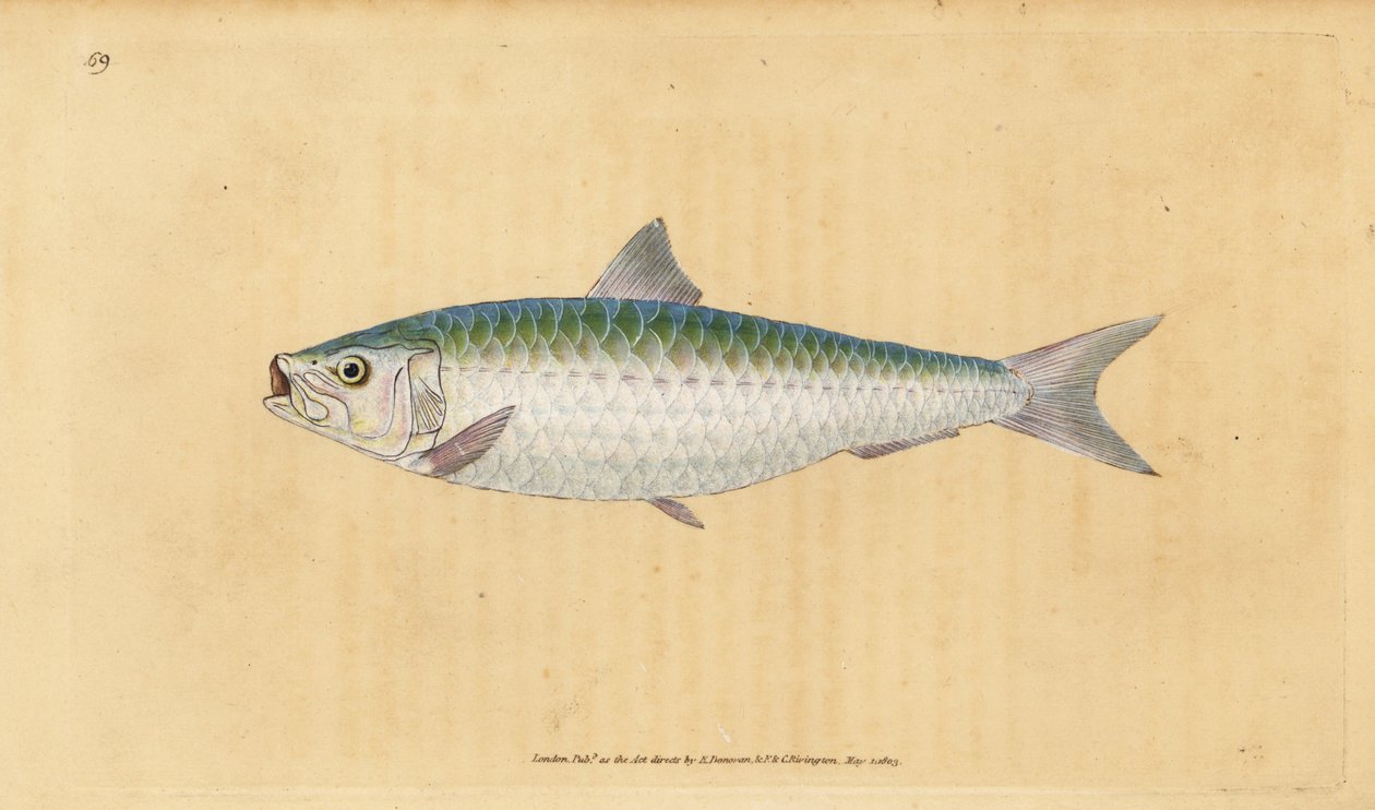 Sardinka obecná, Sardina pilchardus (Pilchard, Clupea pilchardus). Ručně kolorovaný mědiryt nakreslený a rytý Edwardem Donovanem z jeho Natural History of British Fishes, Donovan a F.C. a J. Rivington, Londýn od Edward Donovan