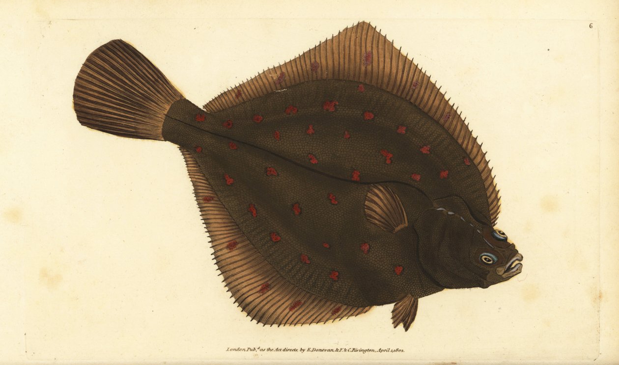 Evropská pleuronectes platessa. Ručně kolorovaný mědiryt nakreslený a rytý Edwardem Donovanem z jeho Natural History of British Fishes, Donovan a F.C. a J. Rivington, Londýn od Edward Donovan