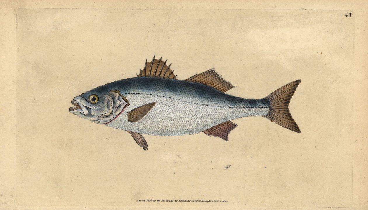 Mořák evropský, Dicentrarchus labrax (Basse, Perca labrax). Ručně kolorovaný mědiryt nakreslený a rytý Edwardem Donovanem z jeho Natural History of British Fishes, Donovan a F.C. a J. Rivington, Londýn od Edward Donovan