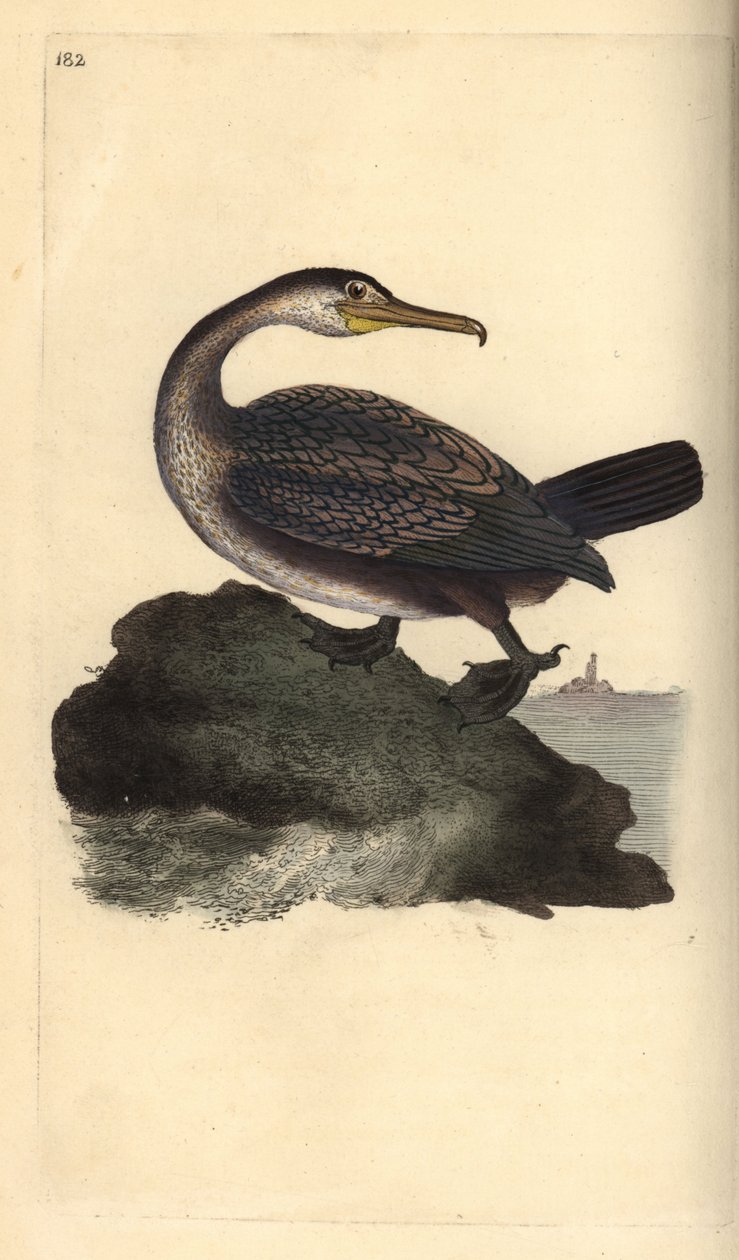 Evropský soulož, Phalacrocorax aristotelis. Ručně kolorovaný mědiryt nakreslený a rytý Edwardem Donovanem z jeho vlastní „Přírodopisné historie britských ptáků“, Londýn od Edward Donovan