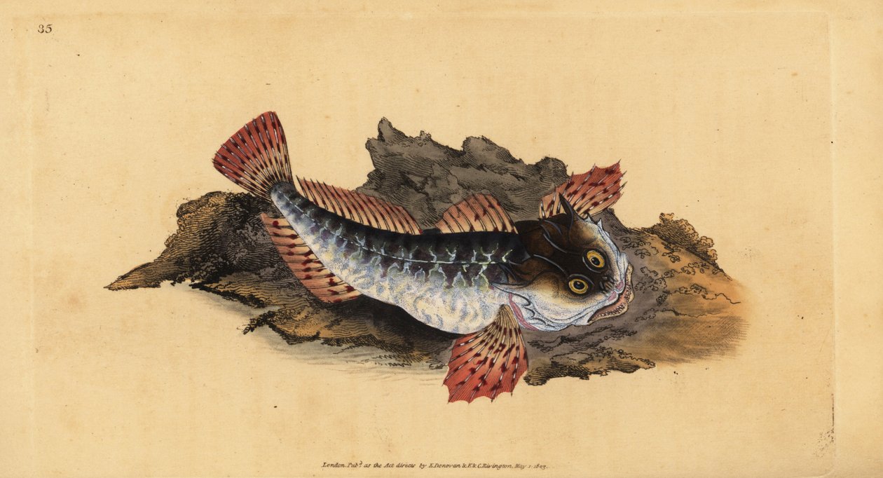 Otec lasher nebo mořský štír, Myoxocephalus scorpius (Cottus scorpius). Ručně kolorovaný mědiryt nakreslený a rytý Edwardem Donovanem z jeho Natural History of British Fishes, Donovan a F.C. a J. Rivington, Londýn od Edward Donovan