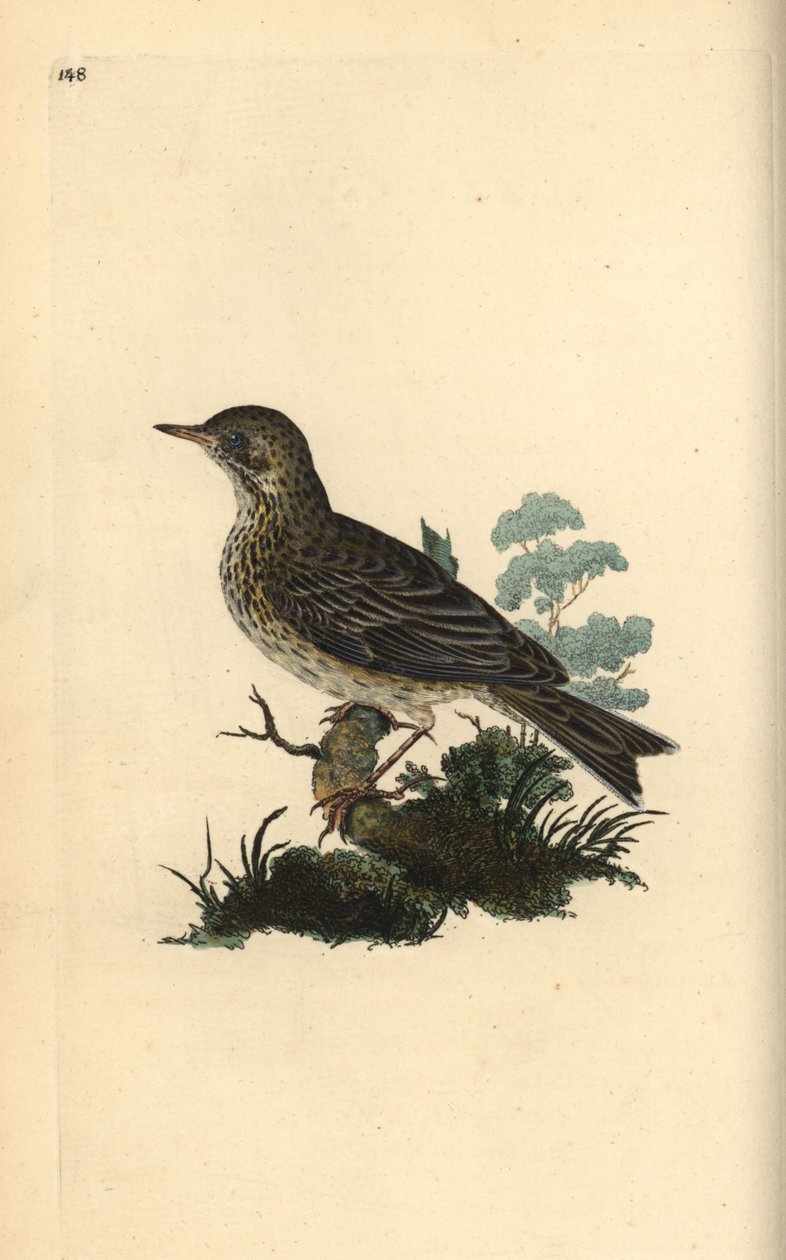 Skřivan polní, Alauda minor (nebo linduška lesní, Anthus trivialis?). Ručně kolorovaná mědirytina, kterou nakreslil a vyryl Edward Donovan podle své vlastní "Natural History of British Birds", Londýn. od Edward Donovan