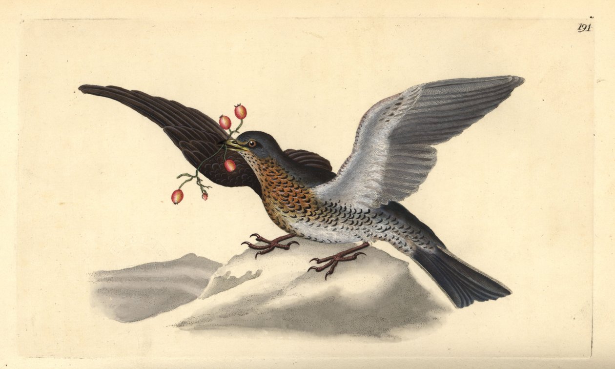 Polní, Turdus pilaris. Ručně kolorovaný mědiryt nakreslený a rytý Edwardem Donovanem z jeho vlastní „Přírodopisné historie britských ptáků“, Londýn od Edward Donovan