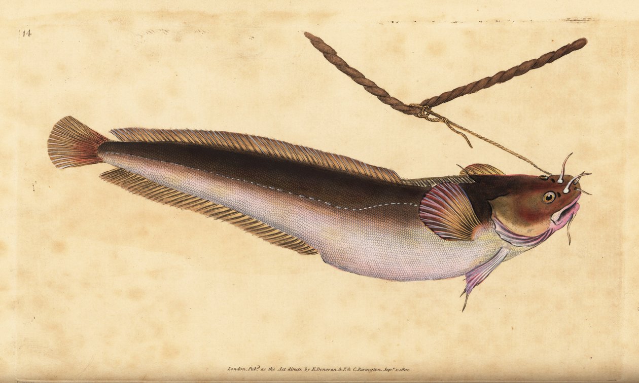 Houpací pětivous, Ciliata mustela (treska pětivousá, Gadus mustela). Ručně kolorovaný mědiryt nakreslený a rytý Edwardem Donovanem z jeho Natural History of British Fishes, Donovan a F.C. a J. Rivington, Londýn od Edward Donovan