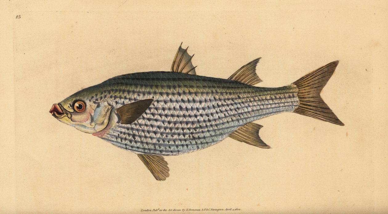Parmice ploskohlavé, Mugil cephalus. Ručně kolorovaný mědiryt nakreslený a rytý Edwardem Donovanem z jeho Natural History of British Fishes, Donovan a F.C. a J. Rivington, Londýn od Edward Donovan