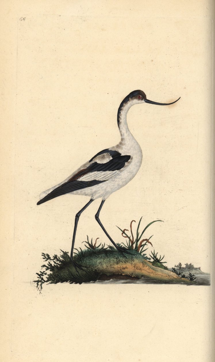 Avocet nožní, Recurvirostra avocetta. Ručně kolorovaný mědiryt nakreslený a rytý Edwardem Donovanem z jeho vlastní „Přírodopisné historie britských ptáků“, Londýn od Edward Donovan