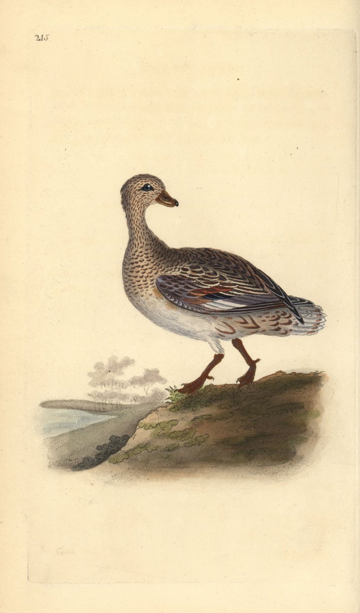 Gadwall (žena), Anas strepera. Ručně kolorovaný mědiryt nakreslený a rytý Edwardem Donovanem z jeho vlastní „Přírodopisné historie britských ptáků“, Londýn od Edward Donovan