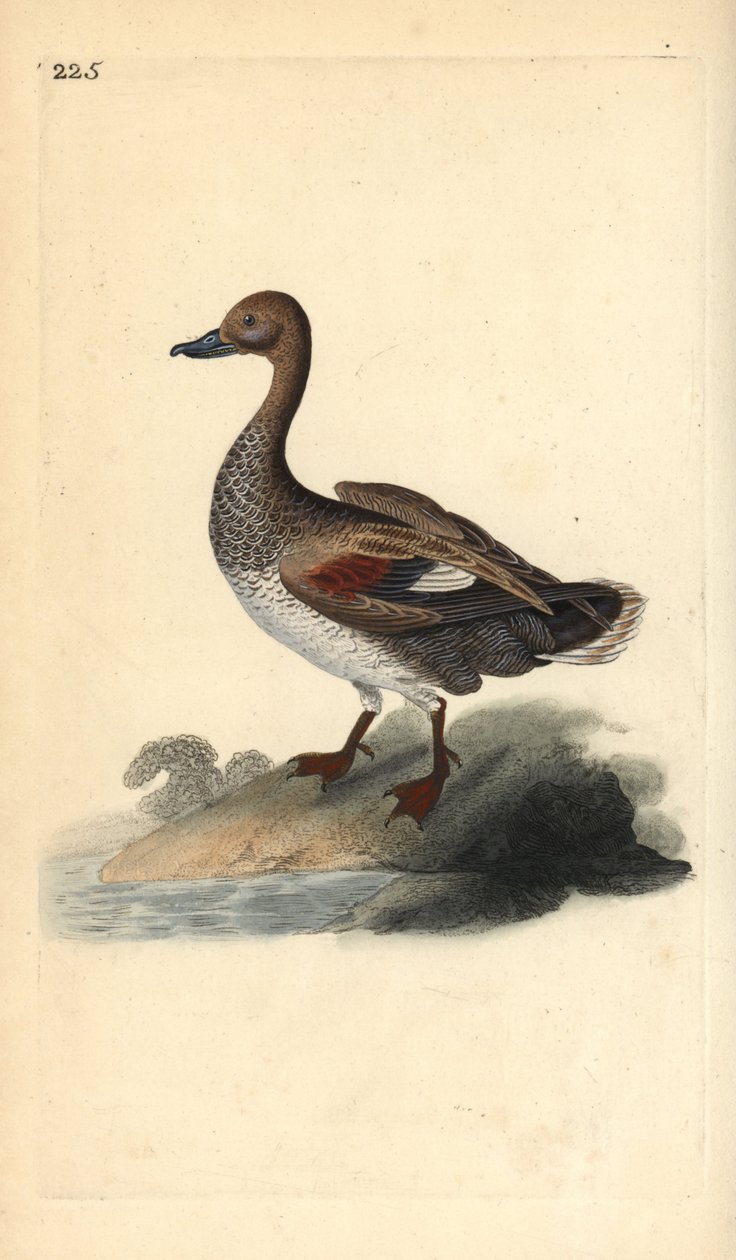Gadwall (samec), Anas strepera. Ručně kolorovaný mědiryt nakreslený a rytý Edwardem Donovanem z jeho vlastní „Přírodopisné historie britských ptáků“, Londýn od Edward Donovan