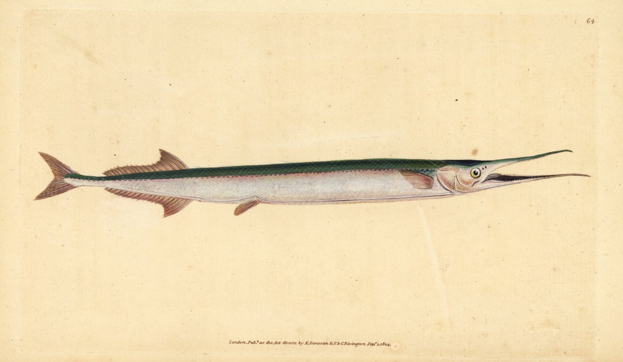 Mořská štika nebo mořská jehla, Belone belone (Mořská štika nebo gar-fish, Esox belone). Ručně kolorovaný mědiryt nakreslený a rytý Edwardem Donovanem z jeho Natural History of British Fishes, Donovan a F.C. a J. Rivington, Londýn od Edward Donovan
