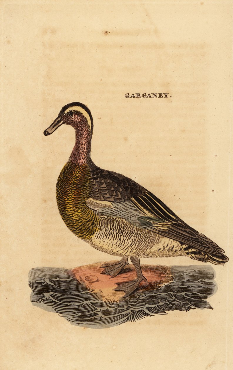 Garganey, Spatula querquedula, malá kachna od Edward Donovan
