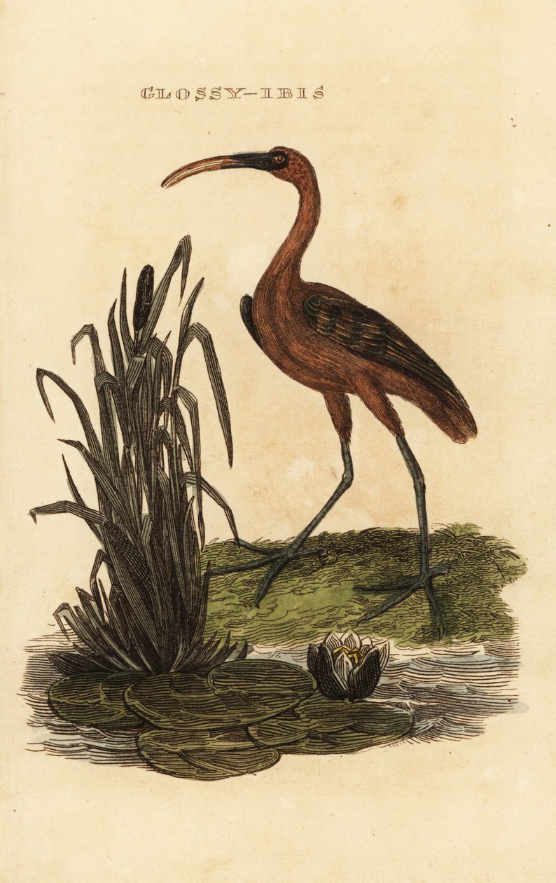 Lesklá sova, Lesklý falcinellus od Edward Donovan
