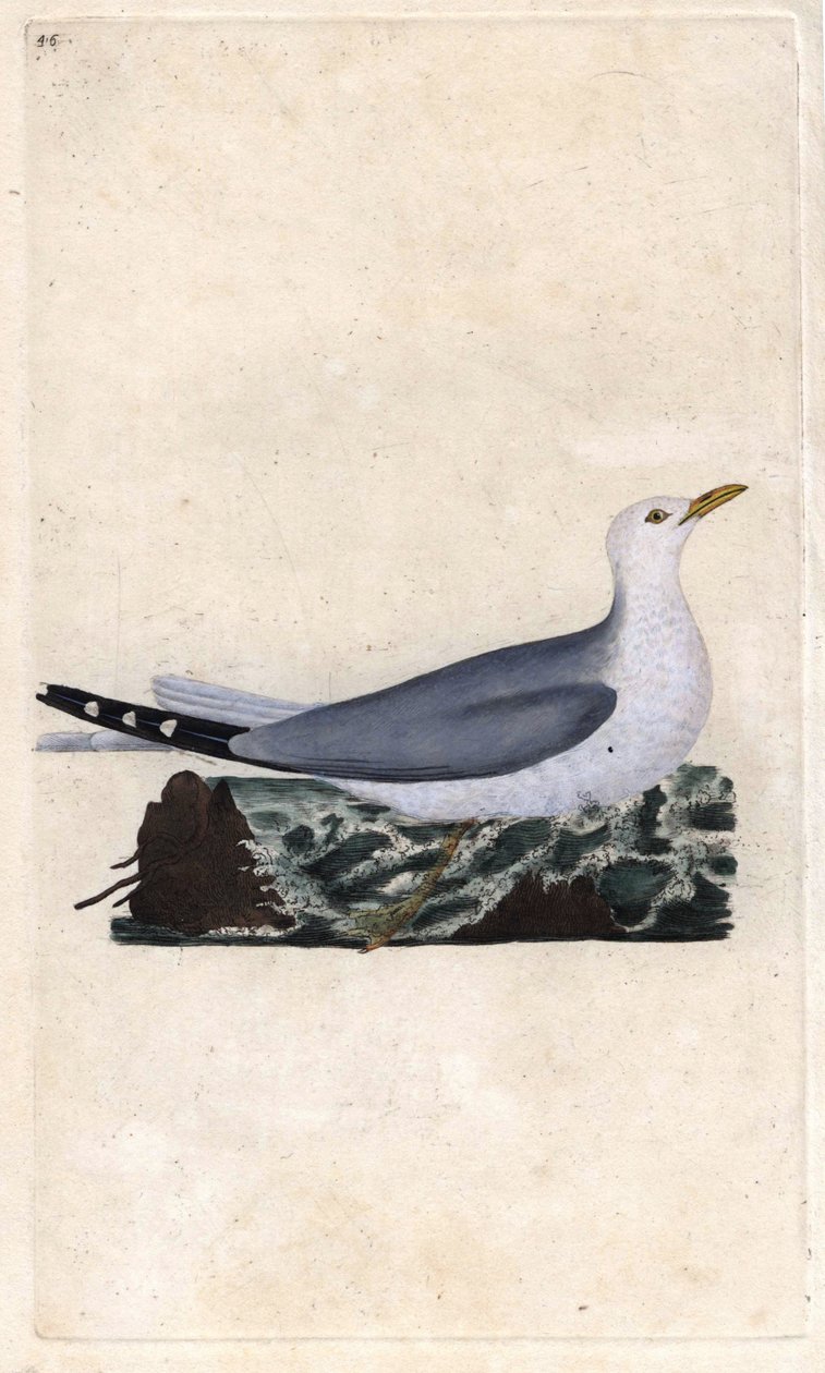 Goelandský popel. Larus canus. Mědirytina Edwarda Donovana (1768-1837), publikovaná v Natural History of British Birds, Londýn od Edward Donovan