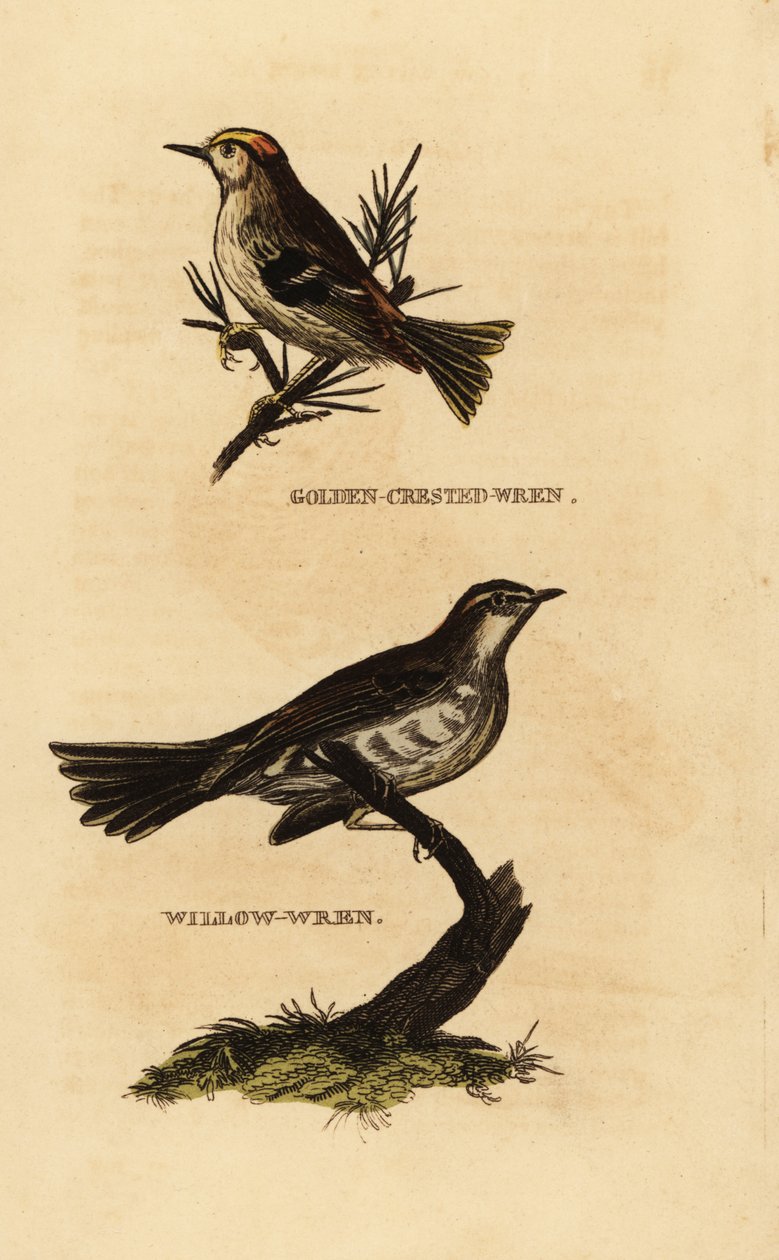 Goldcrest, Regulus regulus a pěnice vrbová, Phylloscopus trochilus od Edward Donovan