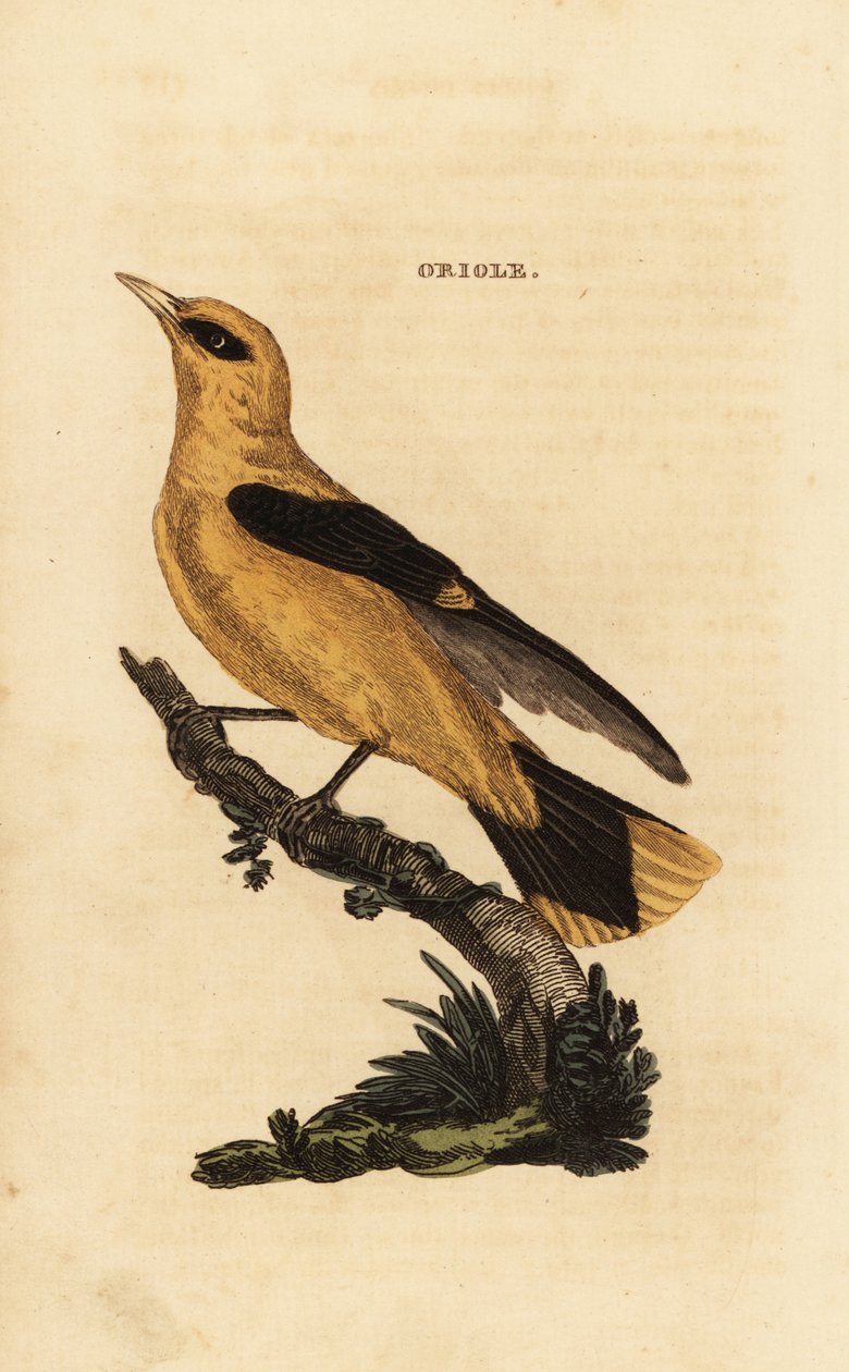 Žluva zlatá, Oriolus oriolus od Edward Donovan