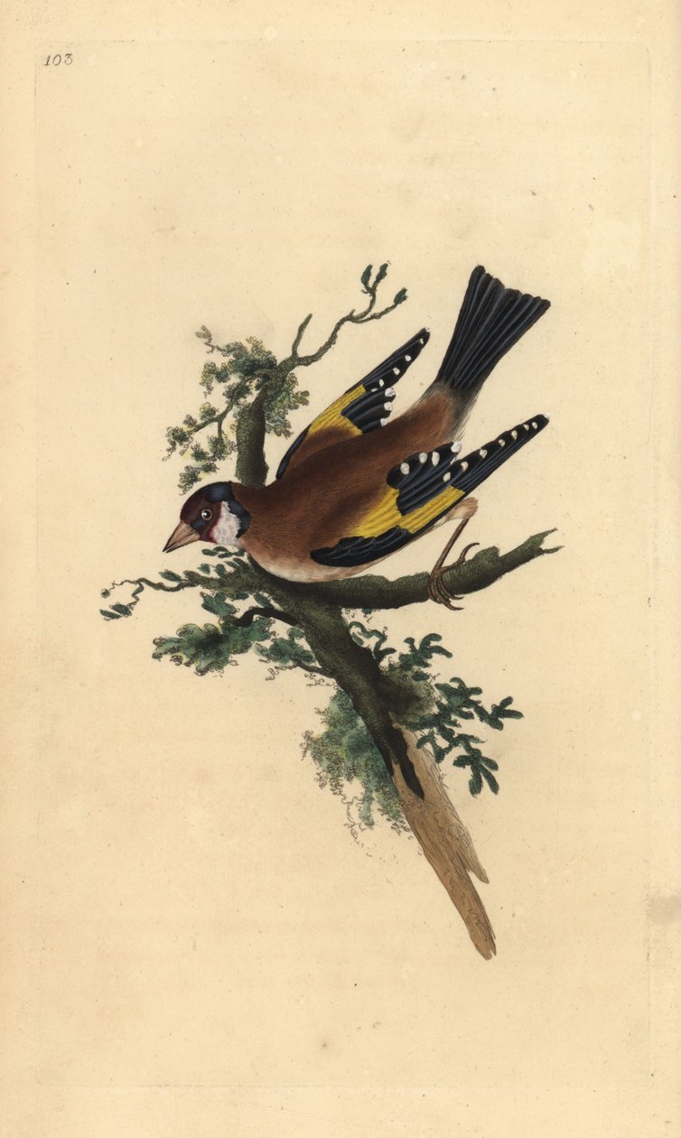 Zlatohlávek obecný, Carduelis carduelis. Ručně kolorovaná mědirytina, kterou nakreslil a vyryl Edward Donovan podle své vlastní "Natural History of British Birds", Londýn. od Edward Donovan