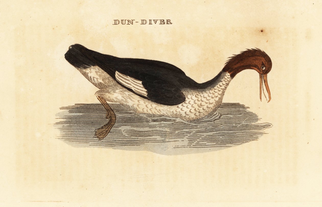 Goosander, Mergus merganser, samice od Edward Donovan