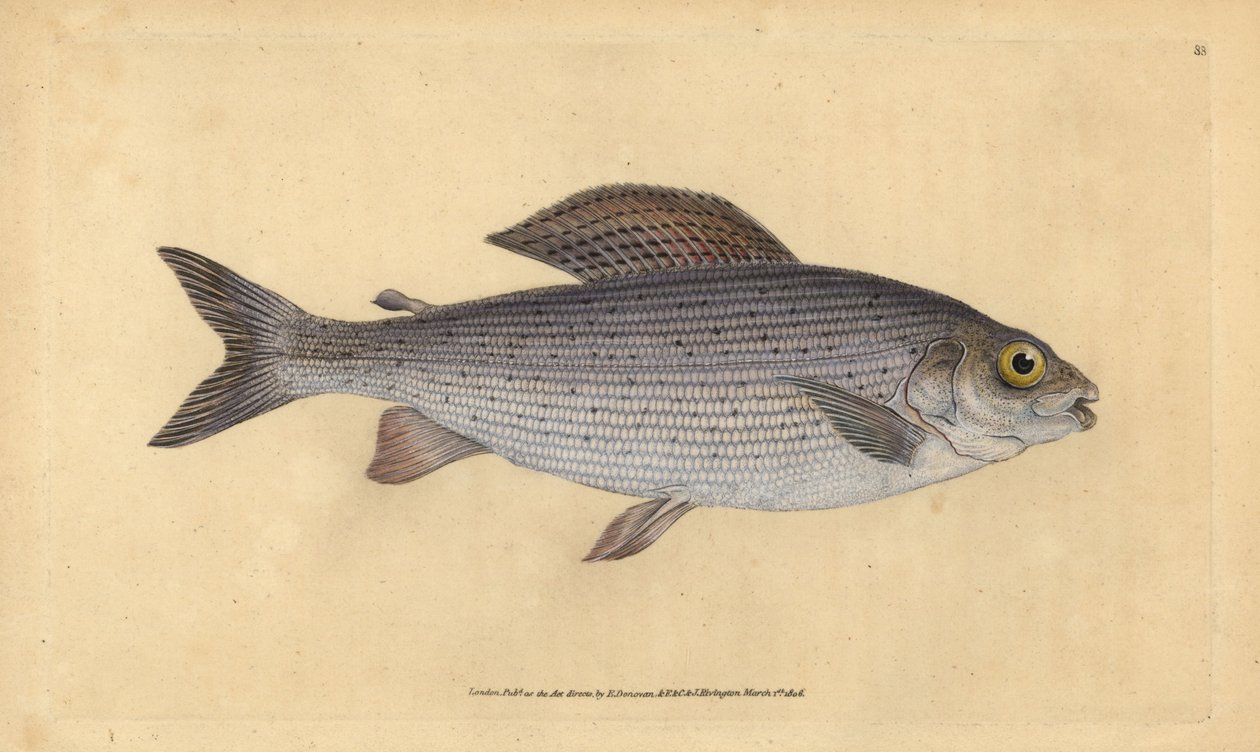 Lipan podhorní, Thymallus thymallus (Salmo thymallus). Ručně kolorovaná mědirytina nakreslená a vyrytá Edwardem Donovanem z jeho Natural History of British Fishes, Donovan and F.C. and J. Rivington, London. od Edward Donovan