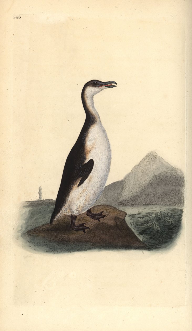Auk velký, Pinguinus impennis, loven k vyhynutí sběrateli vajec v roce 1844. Ručně kolorovaný mědirytin nakreslený a rytý Edwardem Donovanem z jeho vlastní „Přírodopisné historie britských ptáků“, Londýn od Edward Donovan