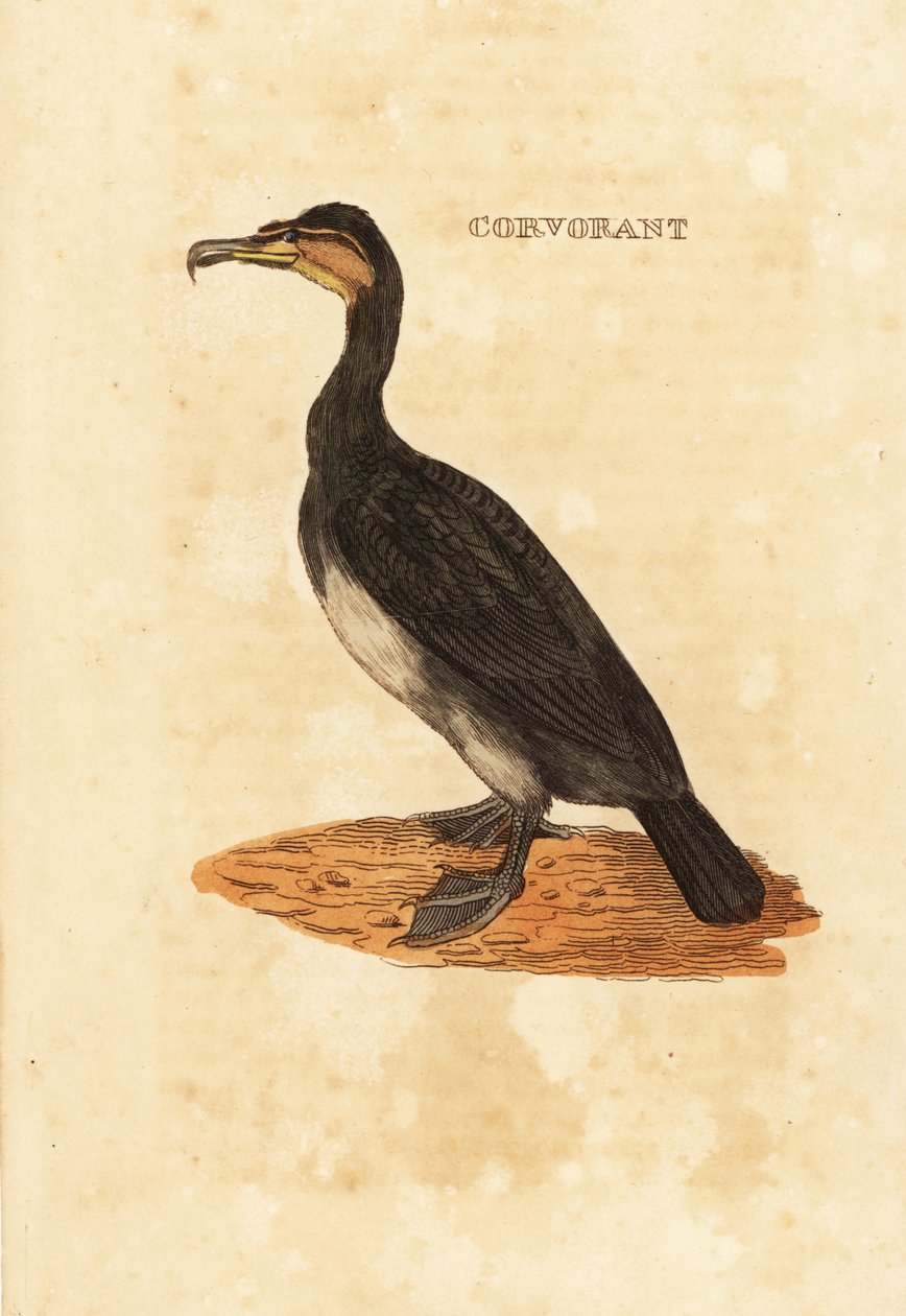 Kormorán velký, Phalacrocorax carbo od Edward Donovan