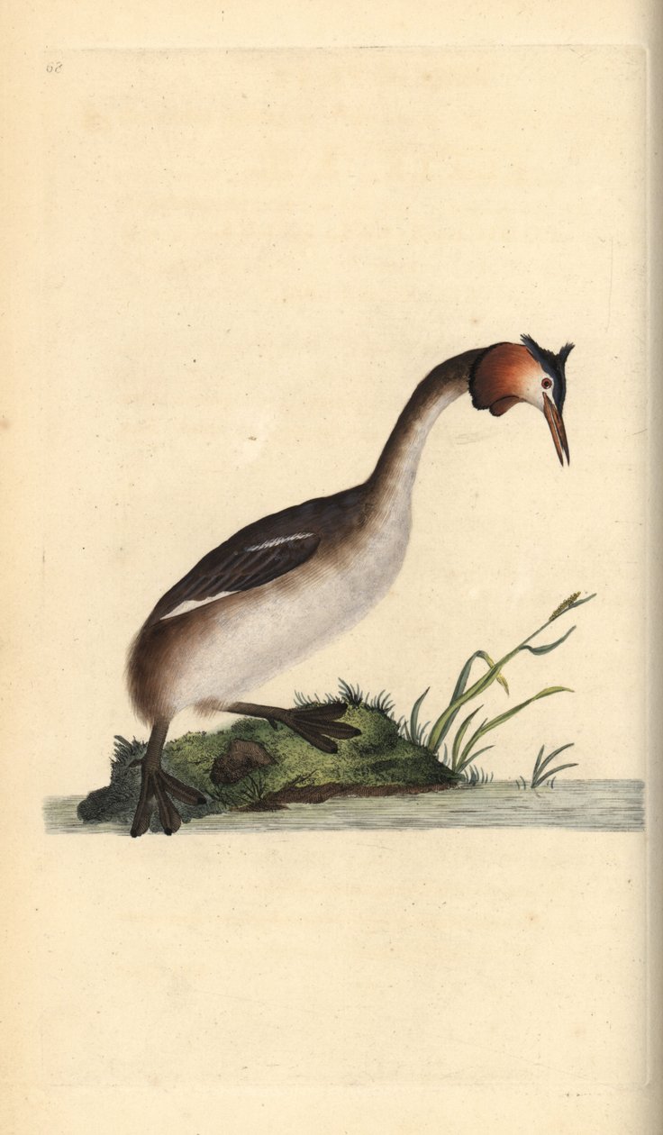 Potápka velká, Podiceps cristatus. Ručně kolorovaný mědiryt nakreslený a rytý Edwardem Donovanem z jeho vlastní „Přírodopisné historie britských ptáků“, Londýn od Edward Donovan