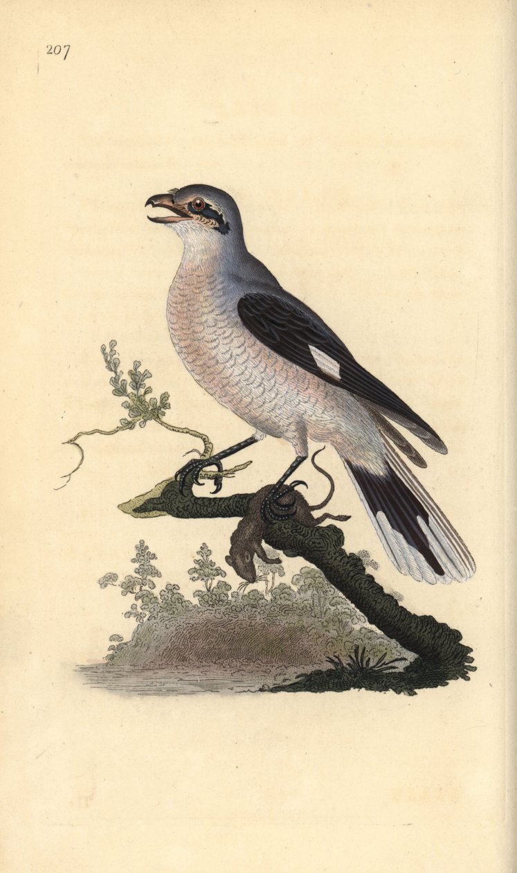 Ťuhýk šedý (samice), Lanius excubitor. Ručně kolorovaná mědirytina, kterou nakreslil a vyryl Edward Donovan podle své vlastní "Natural History of British Birds", Londýn. od Edward Donovan
