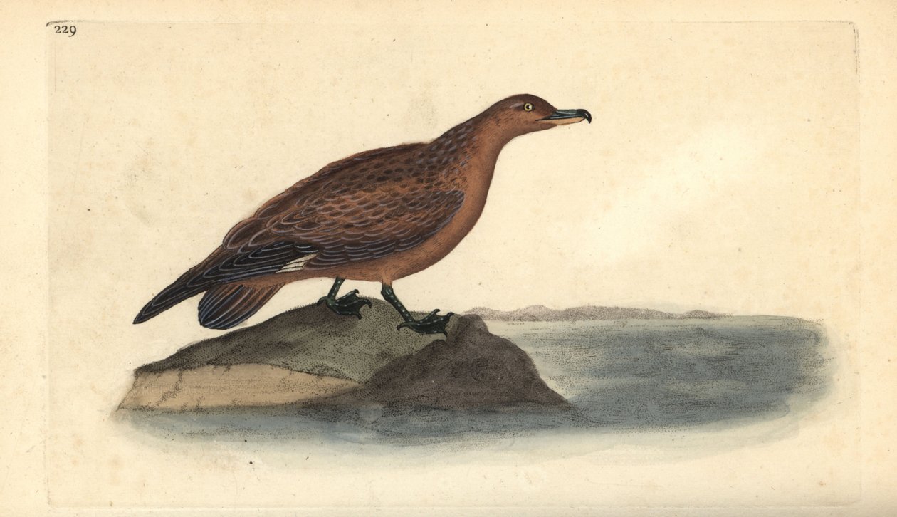 Velký skua, Stercorarius skua. Ručně kolorovaný mědiryt nakreslený a rytý Edwardem Donovanem z jeho vlastní „Přírodopisné historie britských ptáků“, Londýn od Edward Donovan