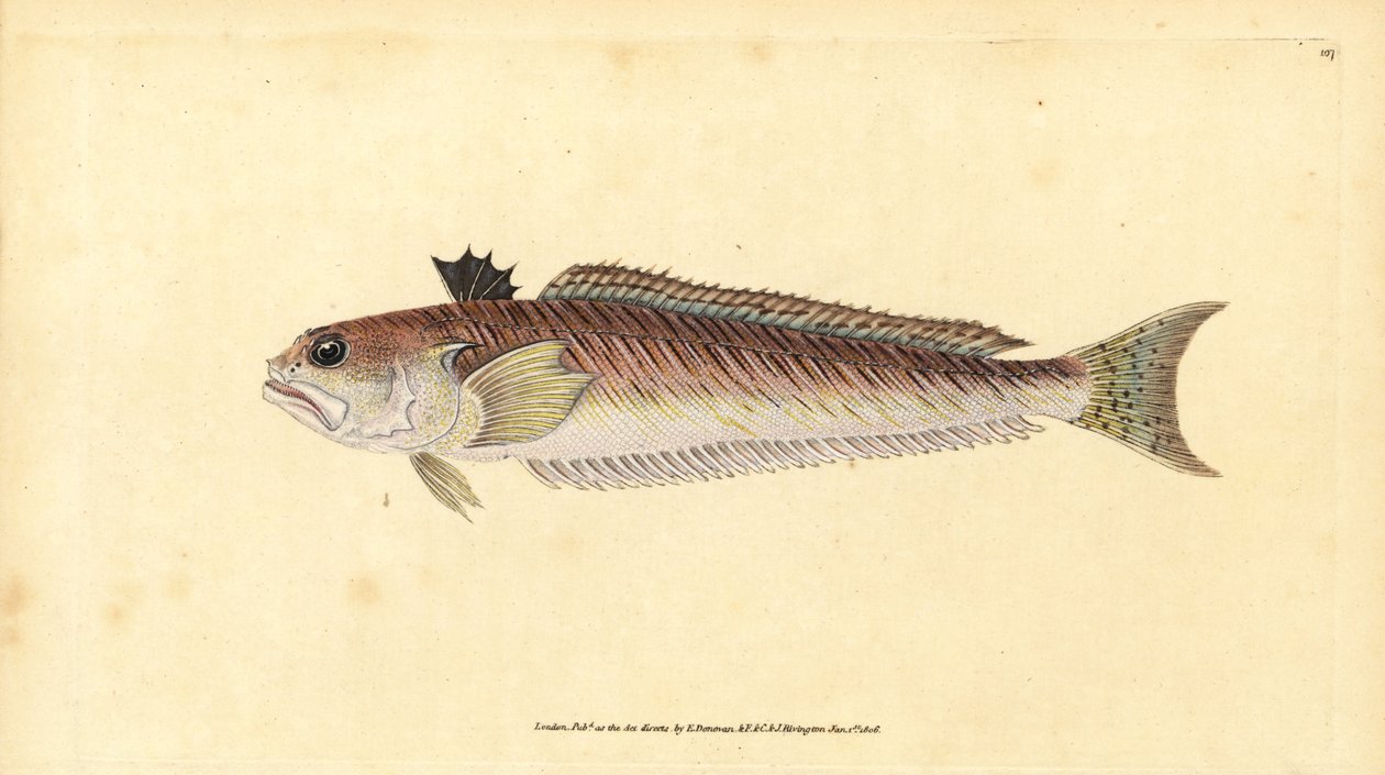 Weever větší, Trachinus draco (snovač velký, Trachinus major). Ručně kolorovaný mědiryt nakreslený a rytý Edwardem Donovanem z jeho Natural History of British Fishes, Donovan a F.C. a J. Rivington, Londýn od Edward Donovan